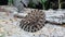 Northern Pacific Rattlesnake Crotalus oreganus