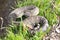 Northern Pacific Rattlesnake - Crotalus oreganus oreganus