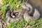 Northern Pacific Rattlesnake - Crotalus oreganus oreganus
