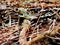 Northern Pacific Rattlesnake, Pacific Crest Trail, Castella, California, USA