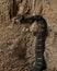 Northern Pacific Rattlesnake at Rattlers & Reptiles, a small museum in Fort Davis, Texas, owned by Buzz Ross.