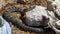 Northern Pacific Rattlesnake at Rattlers & Reptiles, a small museum in Fort Davis, Texas, owned by Buzz Ross.