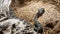 Northern Pacific Rattlesnake at Rattlers & Reptiles, a small museum in Fort Davis, Texas, owned by Buzz Ross.