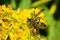 Northern Paper Wasp - Polistes fuscatus