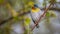 Northern Parula