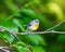 Northern Parula.