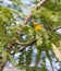 Northern Parula bird in thick vegetation