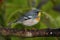 Northern Parula on a Branch