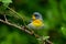 Northern Parula Greenfield Lake Wilmington NC