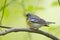 Northern Parula (Parula americana americana)