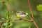 Northern Parula (Setophaga americana) Canada
