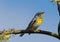 Northern Parula warbler