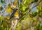 Northern Parula Warbler