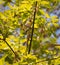 Northern Parula Warbler Perched in Tree