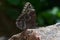 Northern Pearly-eye Enodia Anthedon Butterfly Rock