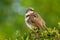 Northern Pied Babbler, Head Turned