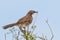 Northern Pied Babbler With Nesting Material