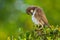 Northern Pied Babbler Preening