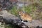 Northern pika (Ochotona hyperborea)