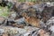 Northern pika (Ochotona hyperborea)