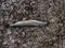 The northern pike cought during fishing lying on ground in early spring on dry leaves