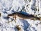 The northern pike cought during winter fishing lying on snow