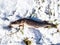 The northern pike cought during winter fishing lying on snow