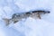 Northern pike Esox lucius cought during ice fishing lying on snow. Fishing trophy