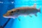 Northern pike or Esox lucius is freshwater predatory in aquarium fish tank.