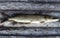 Northern pike fish know as Esox Lucius with lure in mouth lying on vintage wooden background