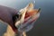 Northern pike in fisherman\'s hand