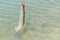 Northern pike hooked by a lure