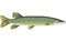 Northern Pike Illustration