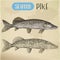 Northern pike sketch. Fish and seafood signboard