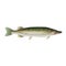 Northern pike vector