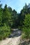 Northern pine forest in August