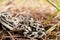 Northern Pine Snake