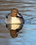 Northern Pintail