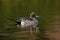 Northern pintail, Anas acuta