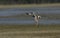 Northern pintail, Anas acuta