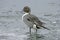 Northern pintail, Anas acuta