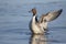 Northern pintail, Anas acuta