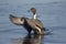 Northern pintail, Anas acuta