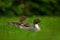 Northern Pintail, Anas Acuta, pair sitting in the green grass. Water bird in the meadow. Pait of beautiful animal in the nature ha