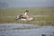 The Northern Pintail bird  in flight mode at Mangaljodi, Odisha, India. Amazing photo  with good background.