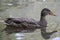 Northern Pintail Dabbling Duck