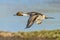 Northern Pintail Drake - Anas acuta, in Flight.