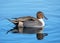 Northern Pintail Drake - Anas acuta resting on a Gloucestershire wetland.