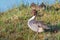 Northern Pintail Drake - Anas acuta standing on a Gloucestershire wetland.