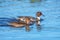 Northern Pintail Drake and Duck - Anas acuta on a Gloucestershire wetland.